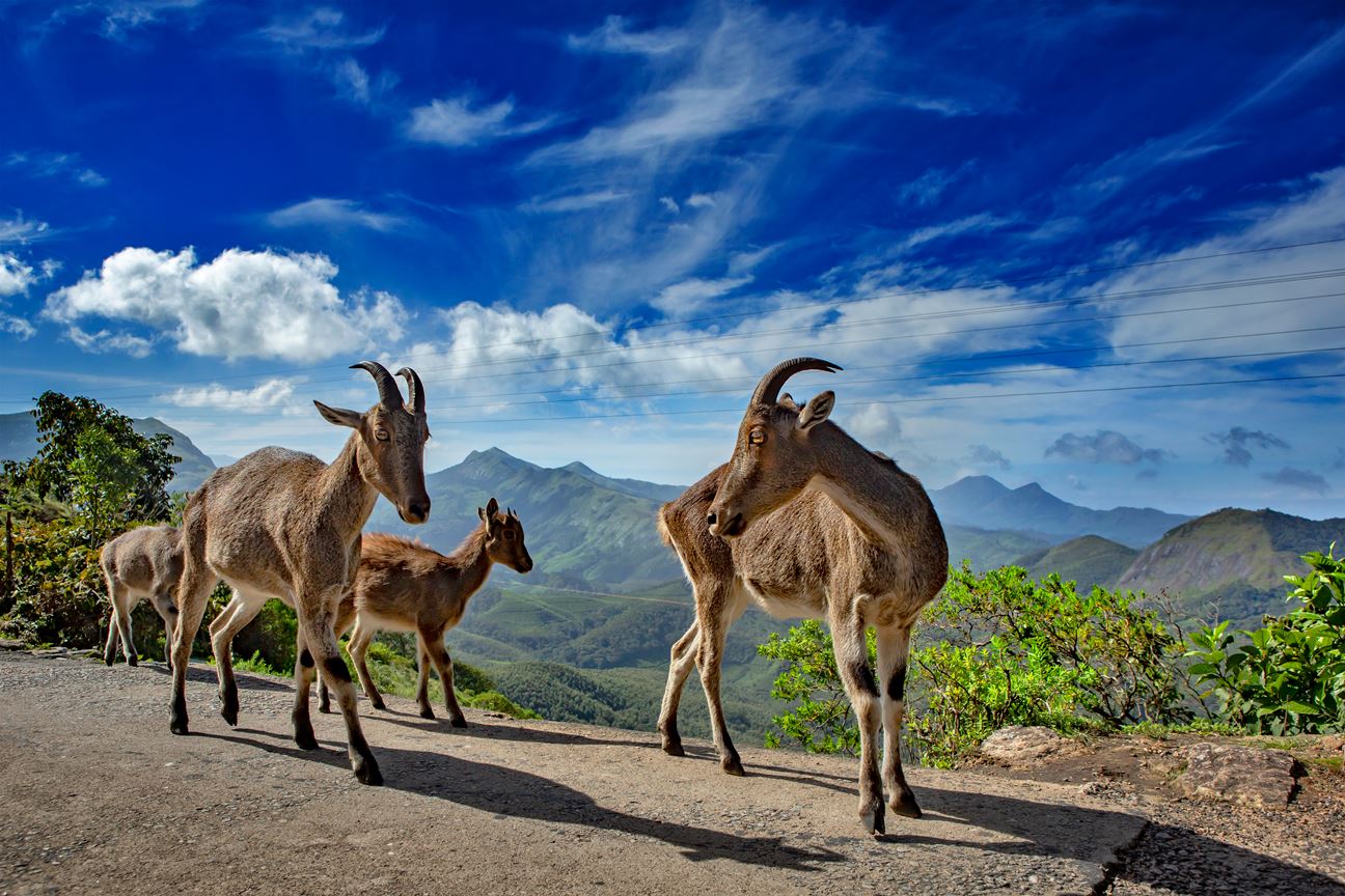 Discovering the Rare Nilgiri Thar: Nature's Unique Goat