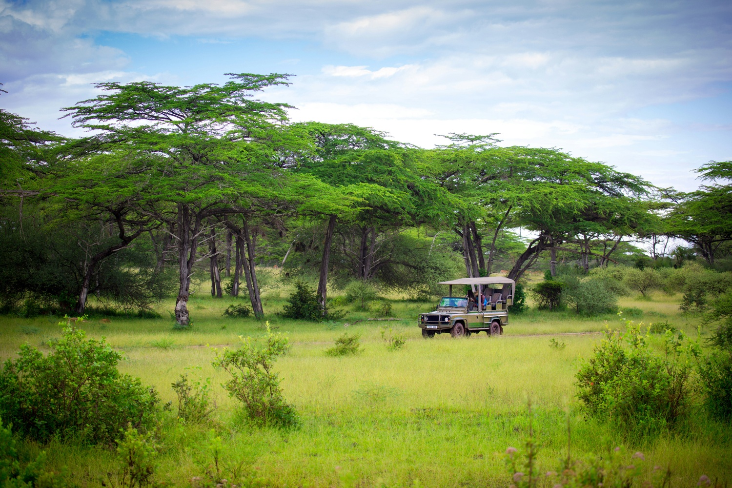 What are Game Drives? All about Savannah and Thrill