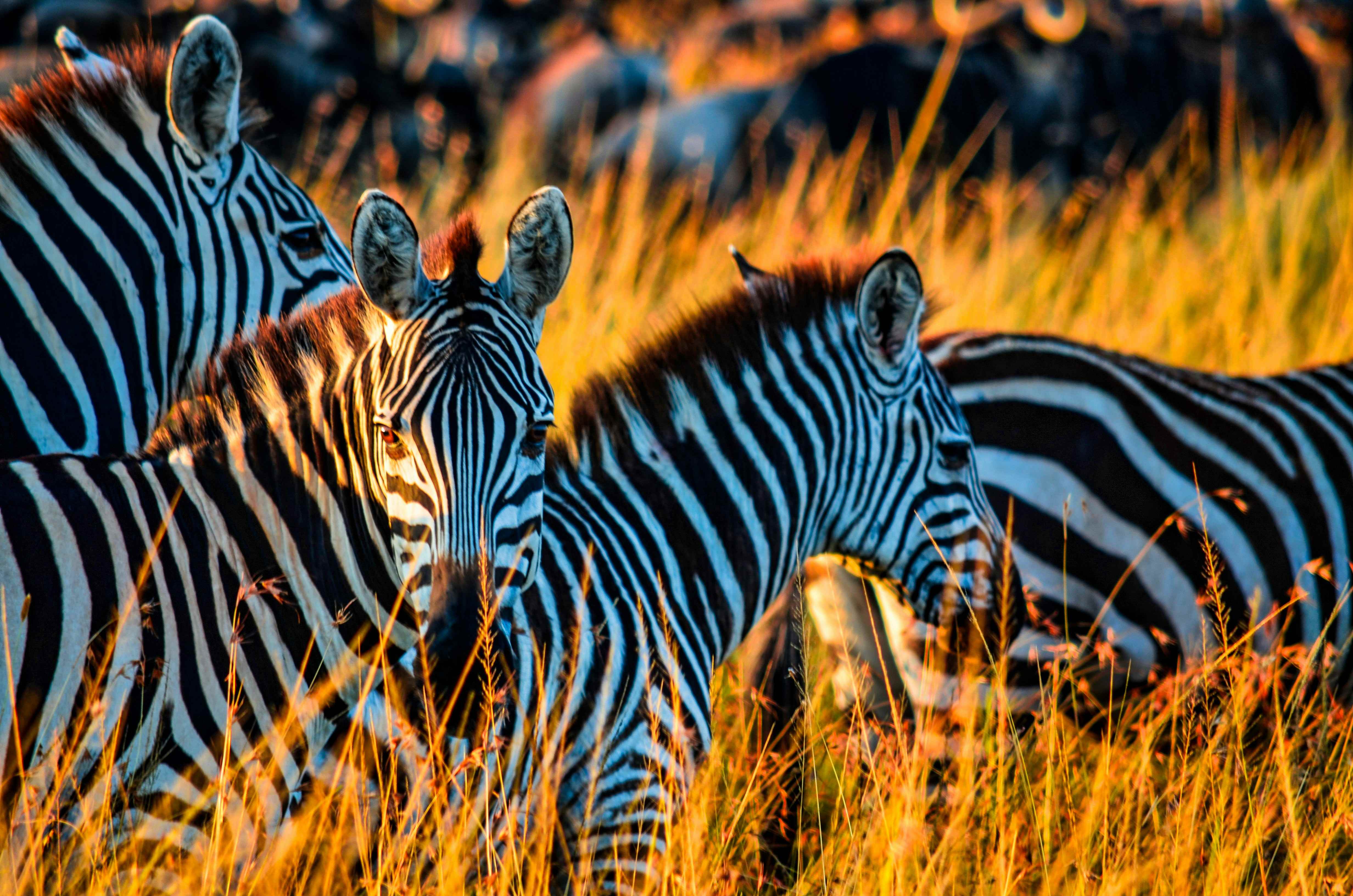 Top 10 Must-Visit Destinations in Kenya