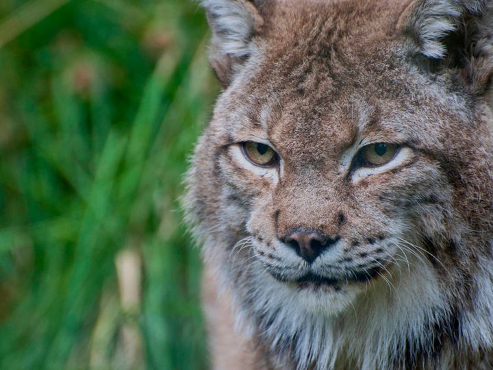 Discovering the Elusive Pallas's Cat in Ladakh