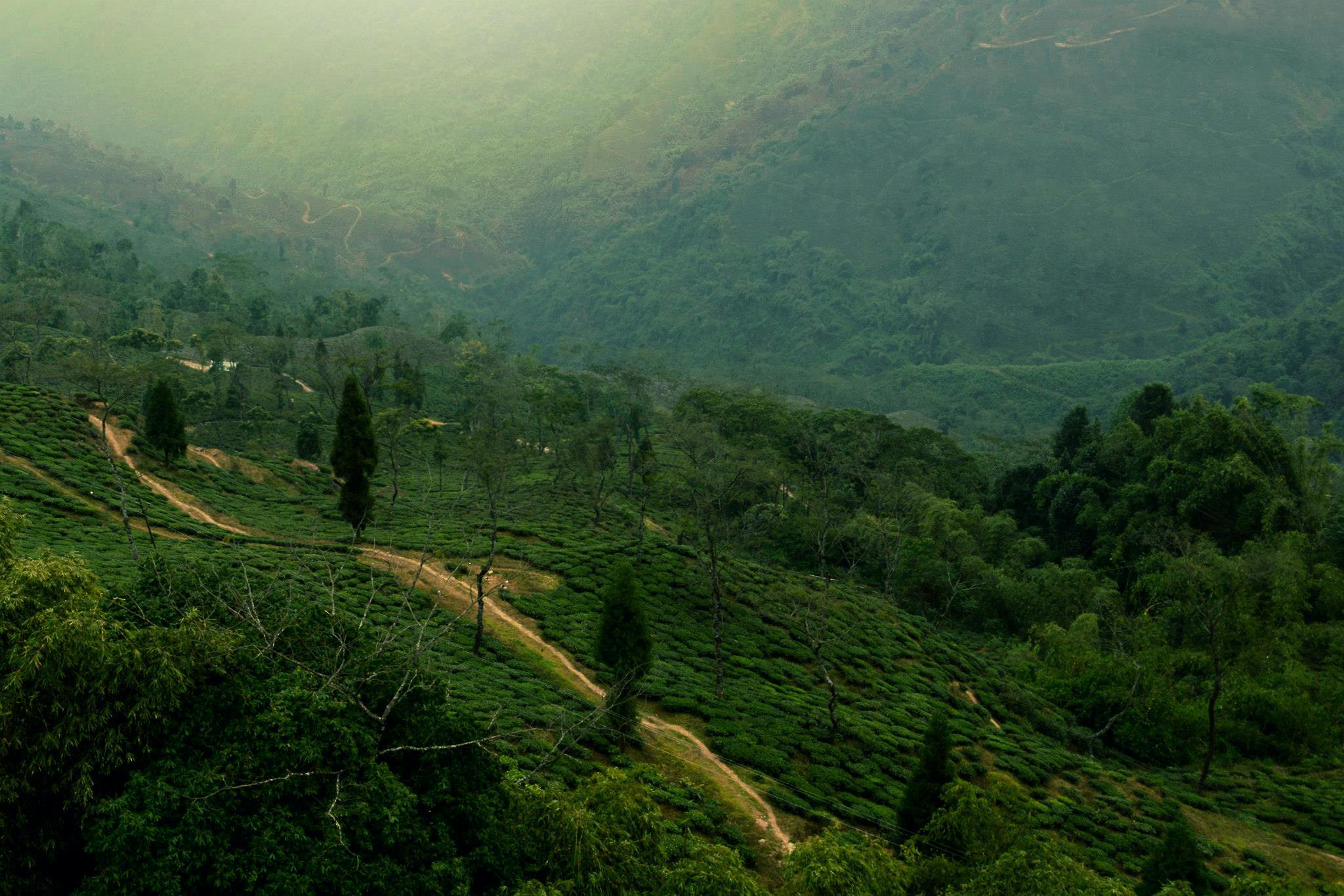 Darjeeling Beyond Tea: Cafes, Monasteries, and Walking Trails