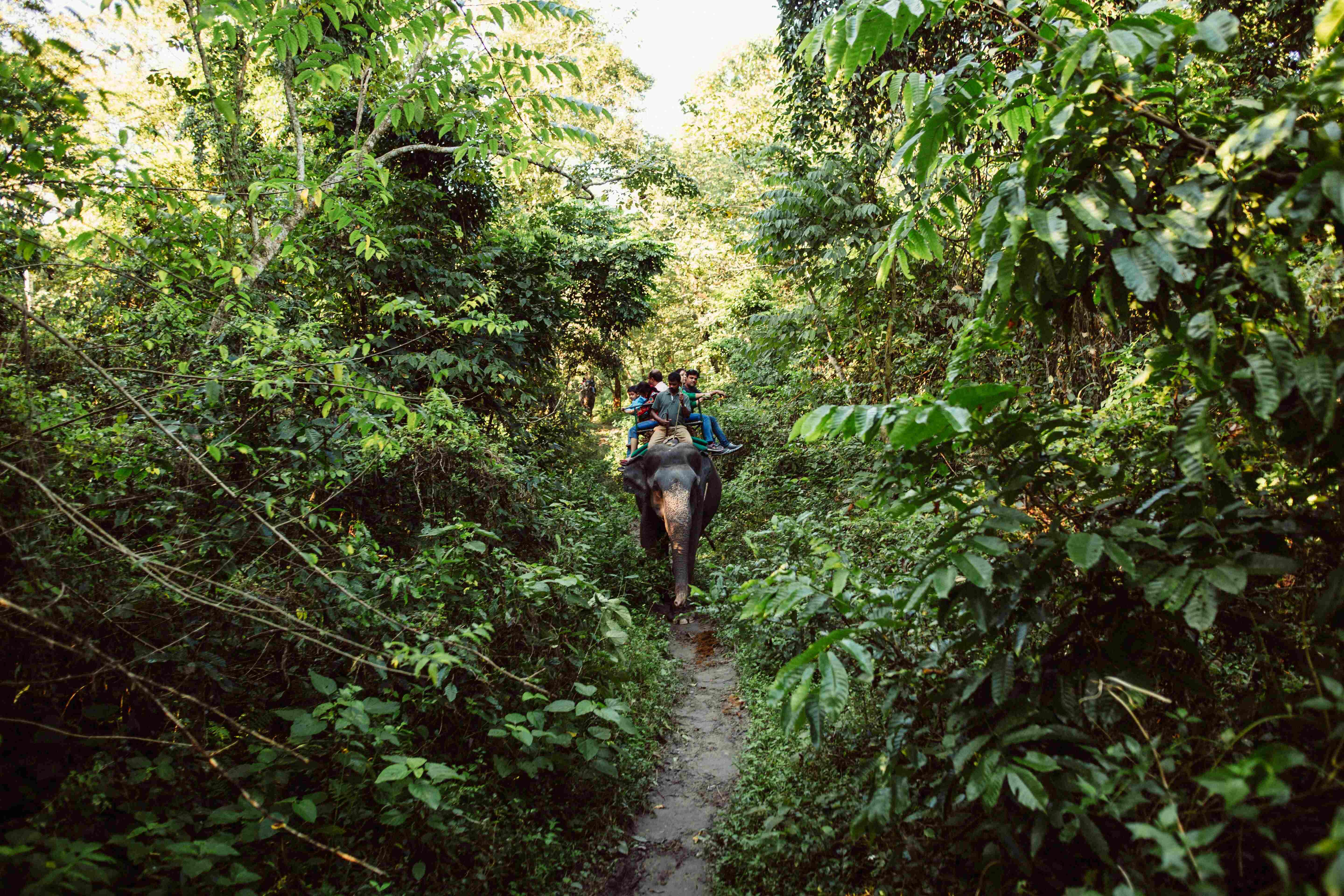 A Wildlife Enthusiast's Guide to National Parks in India