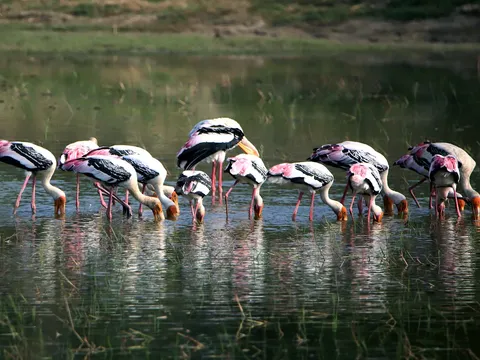 Puducherry: Ecology and Community Tour