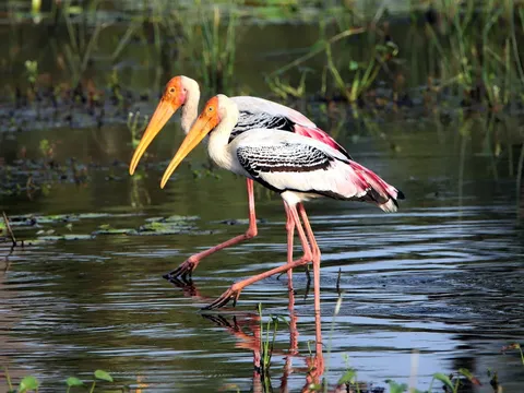 Puducherry: Ecology and Community Tour