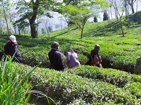 Tea Pluckers' Day