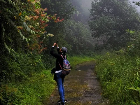 Darjeeling Forest Walk