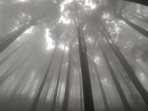 Darjeeling Forest Walk