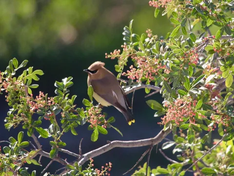 Himalayan Bird Watching Tour