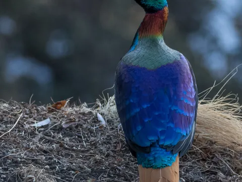 Himalayan Bird Watching Tour