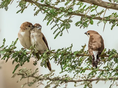 Himalayan Bird Watching Tour
