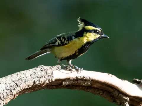 Himalayan Bird Watching Tour