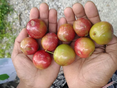 Darjeeling Village Experience