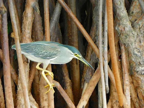 Pichavaram Backwaters Canoe Experience