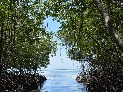 Pichavaram Backwaters Canoe Experience