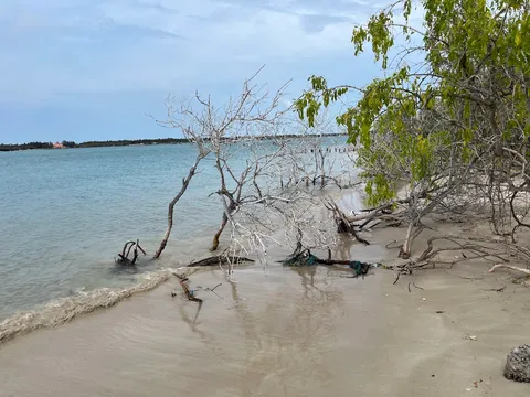 Kurusadai Island Exploration