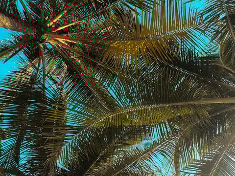 Palmyra Tourism - Discover the Tree of Life