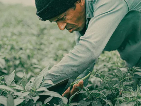 Nilgiri Tea Trails: Journey of Flavors in Coonoor