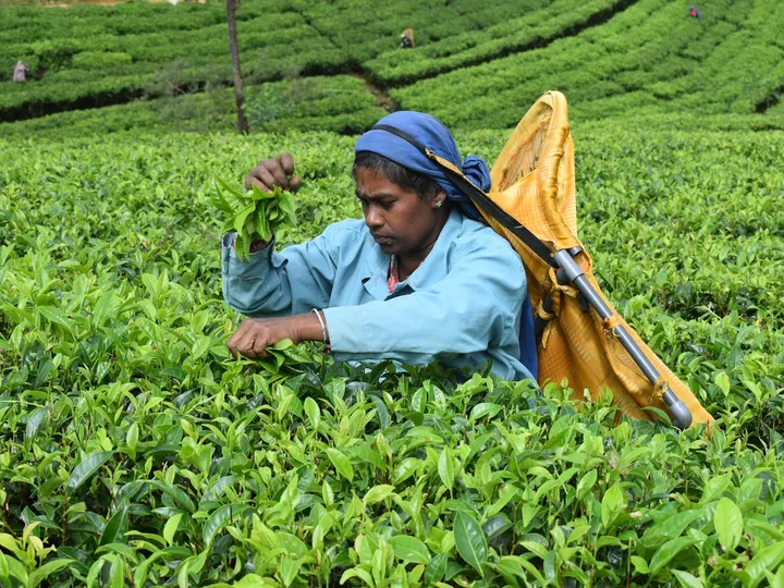Nilgiri Tea Trails: Journey of Flavors in Coonoor