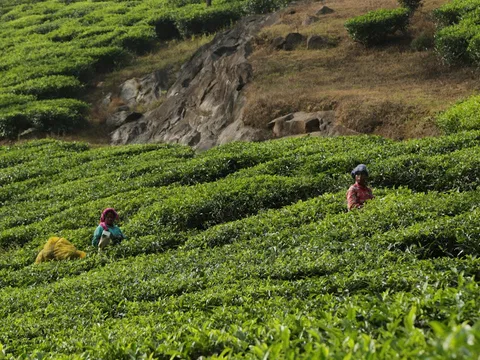 Nilgiri Tea Trails: Journey of Flavors in Coonoor