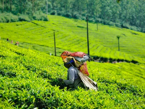Nilgiri Tea Trails: Journey of Flavors in Coonoor
