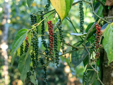 Coffee and Pepper Estate Walk