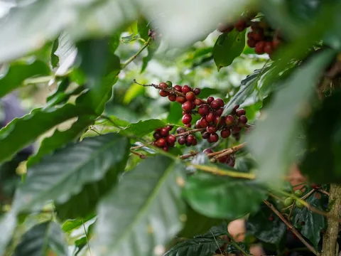 Coffee and Pepper Estate Walk
