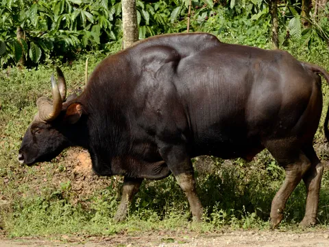 Wayanad Wildlife Sanctuary Jeep Safari
