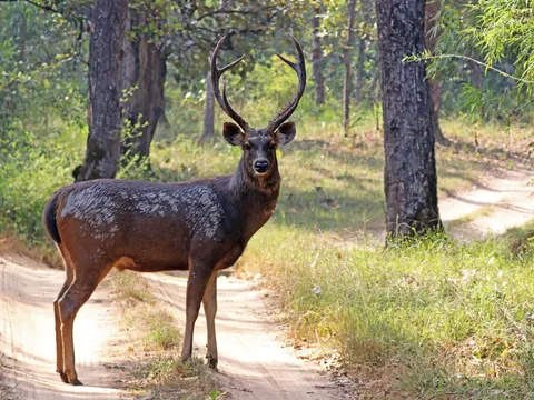 Wayanad Wildlife Sanctuary Jeep Safari