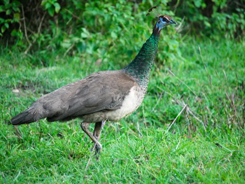 Wayanad Wildlife Sanctuary Jeep Safari