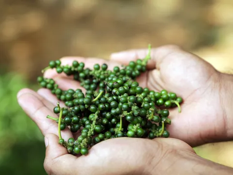 Spice Garden Tour