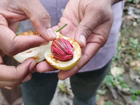 Spice Garden Tour
