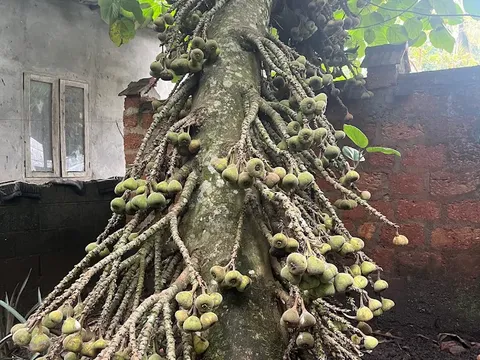 Spice Garden Tour