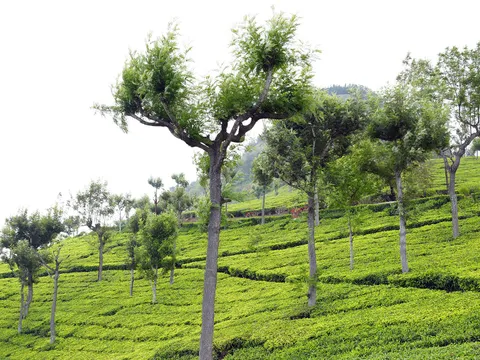 Tea Estate Walk with Planter Stories