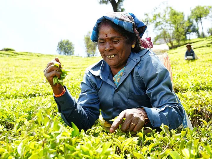 Tea Estate Walk with Planter Stories