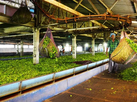 Tea Estate Walk with Planter Stories
