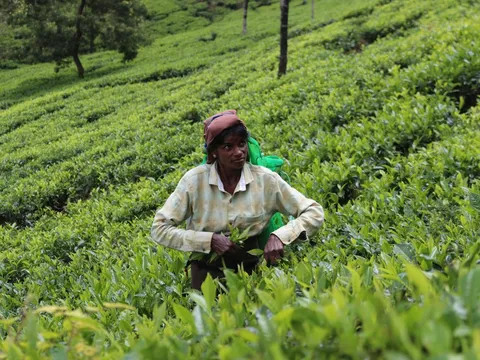 Tea Estate Walk with Planter Stories