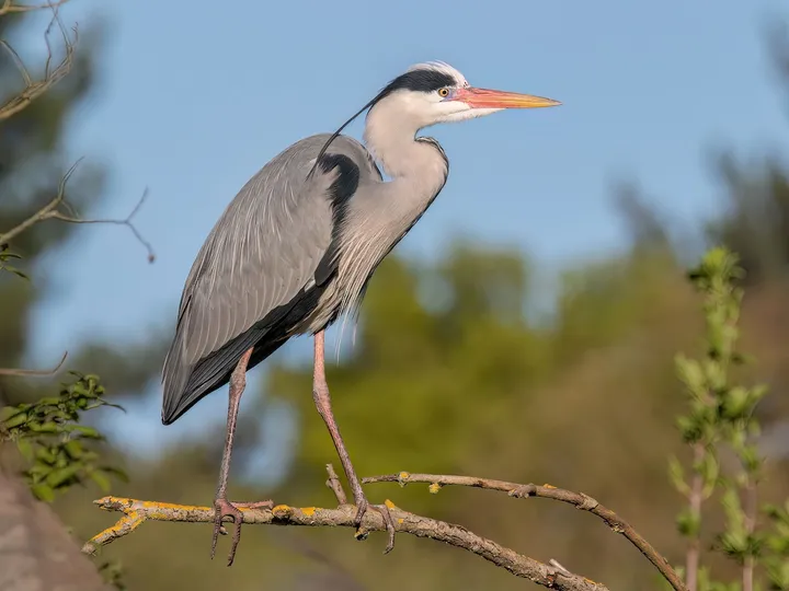 Bird Watching at Kumarakom