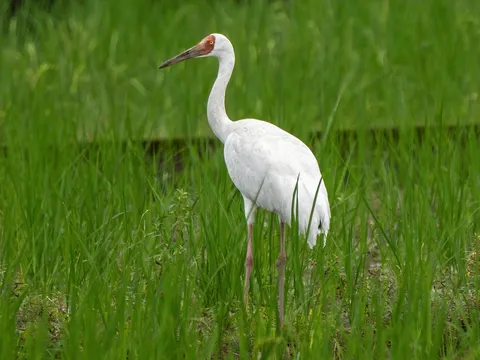 Bird Watching at Kumarakom