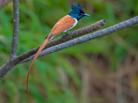 Bird Watching at Kumarakom