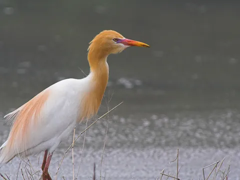Bird Watching at Kumarakom