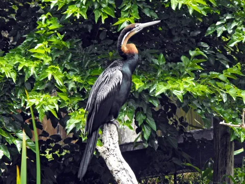 Bird Watching at Kumarakom