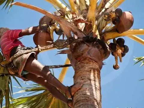 Village Walk and Toddy Tapping Demo