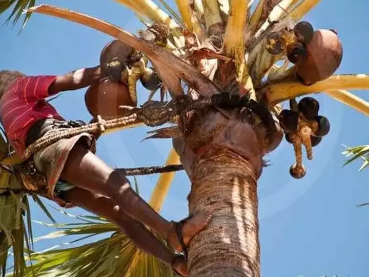 Village Walk and Toddy Tapping Demo