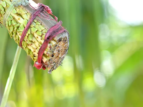 Village Walk and Toddy Tapping Demo