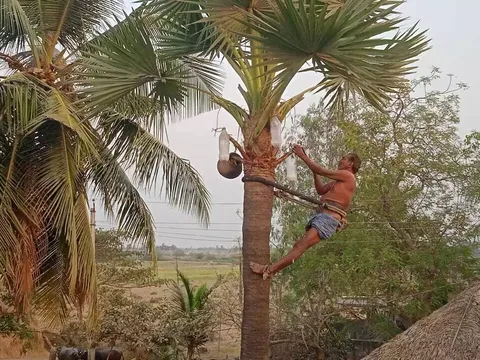 Village Walk and Toddy Tapping Demo