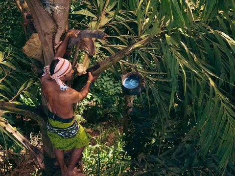 Village Walk and Toddy Tapping Demo