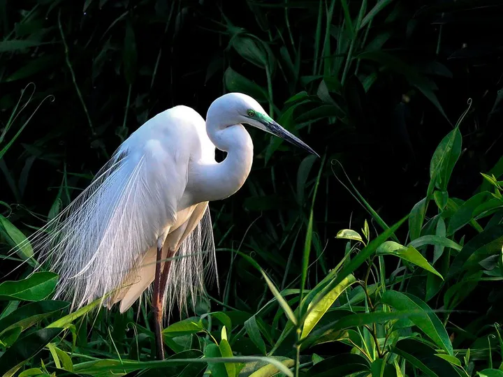 Birdwatching in Kumarakom on a Shikara Boat