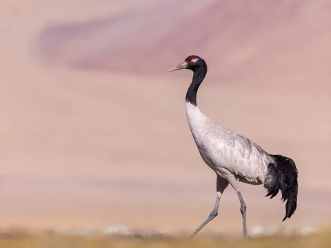 Black Necked Crane Festival of Bhutan - 7N/8D days holiday package