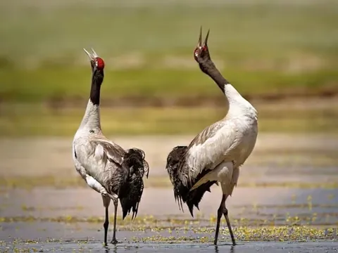 Black Necked Crane Festival of Bhutan