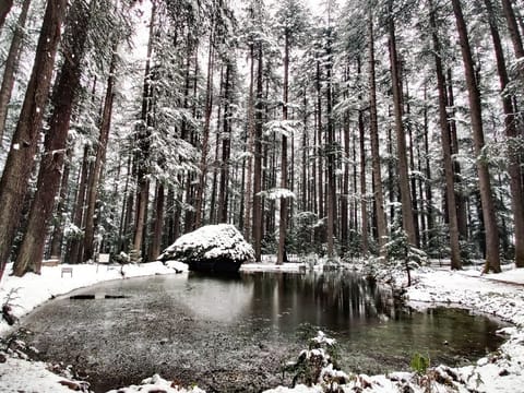 Serene Mountain Escapes